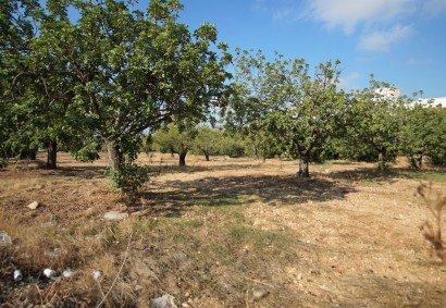 Mesogi, Paphos Residential Land  For Sale | 19433